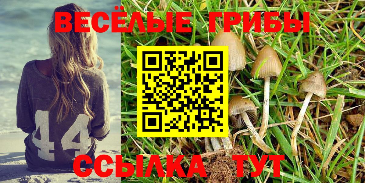 Шадринск  Галлюциногенные грибы Psilocybe  Псилоцибиновые грибы GOLDEN TEACHER  Вход с VPN 